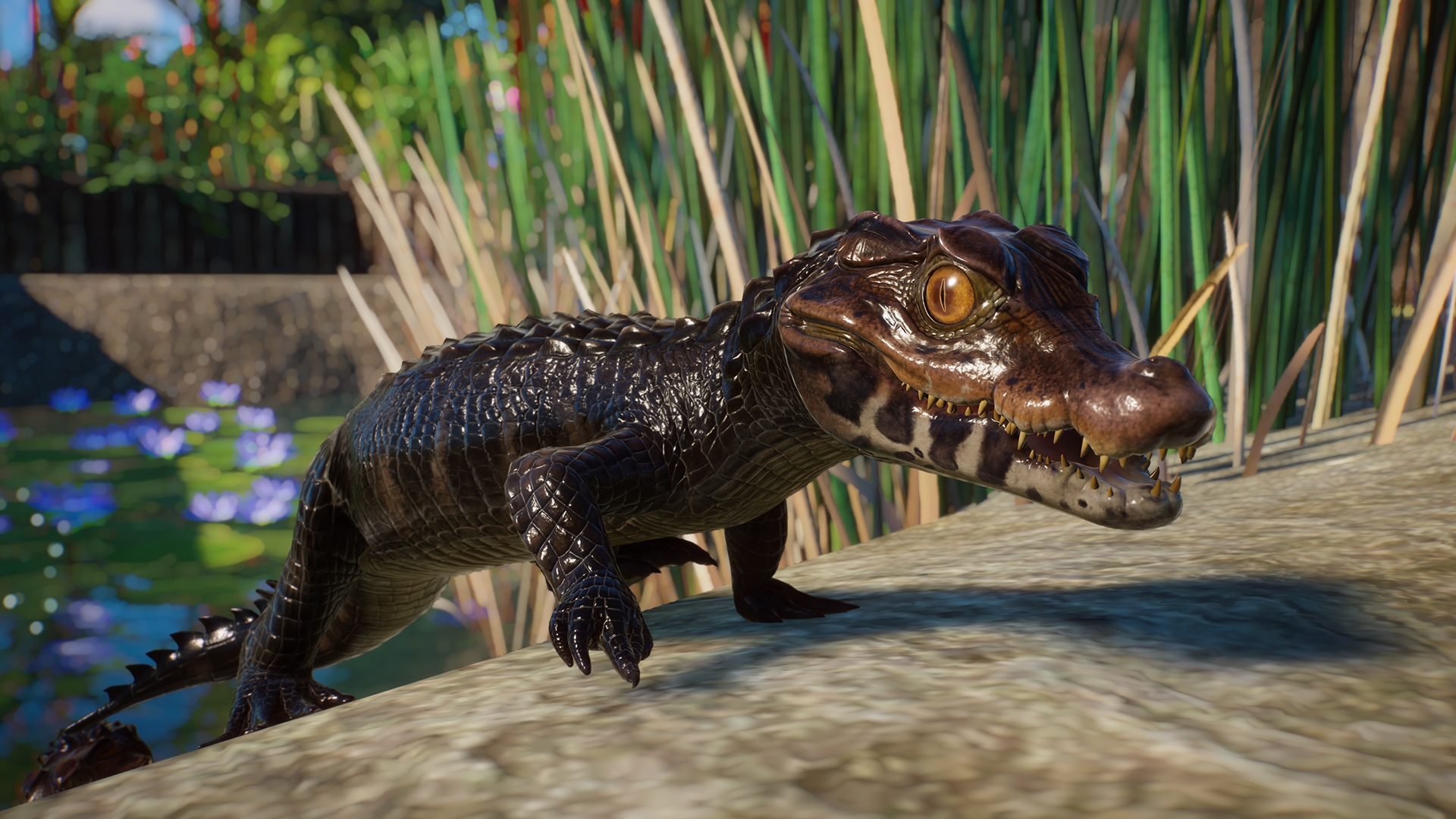 PZ_Aquatic_Paid_Screenshots_Caiman_02_1920x1080.jpg