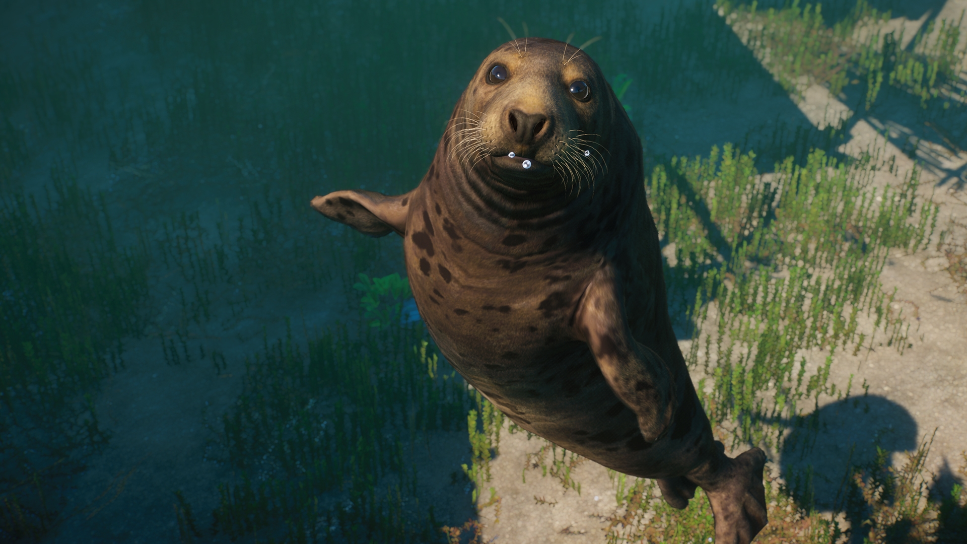 PZ_Aquatic_Paid_Screenshots_Seal_01_1920x1080.jpg